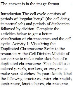 Cell Division (Mitosis) Lab